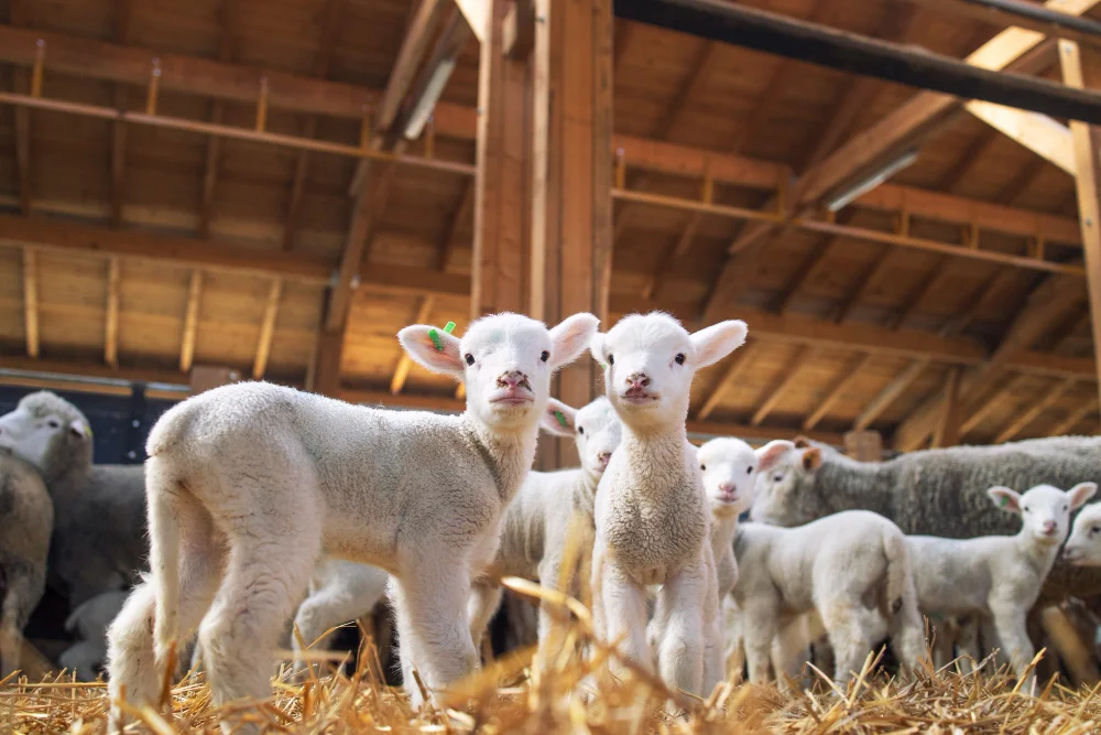 Livestock